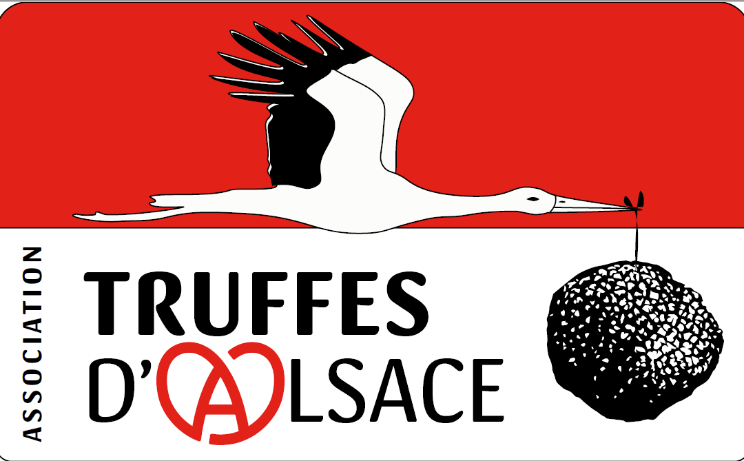 Focus : L’Association Truffes d’Alsace